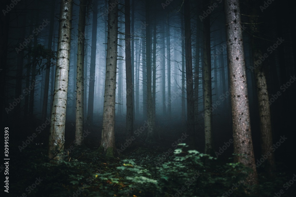 Obraz premium Majestic Nature wallpaper of foggy forest. Fairy tale spooky looking woods in a misty day in summer season. Germany,Europe.