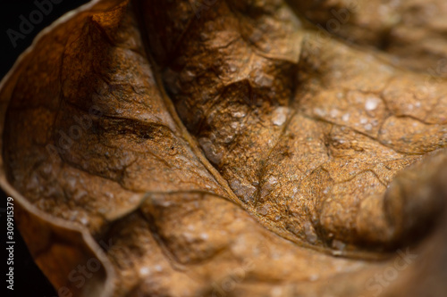 Close Up The edges of dried leaves.