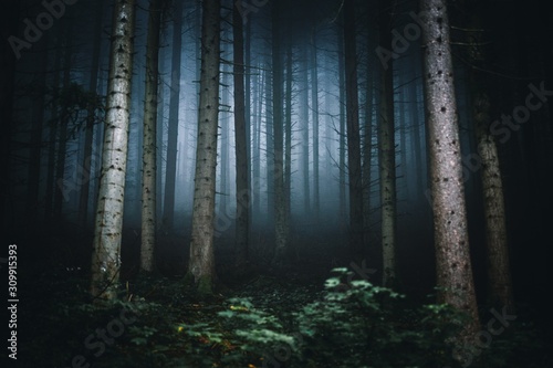 Majestic Nature wallpaper of foggy forest. Fairy tale spooky looking woods in a misty day in summer season. Germany Europe.