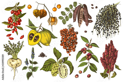 Hand drawn superfood plants