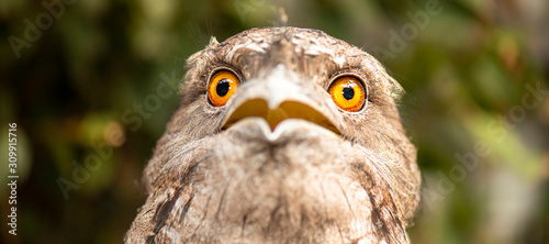 Detailed close up of a Tawny Frogmouth photo
