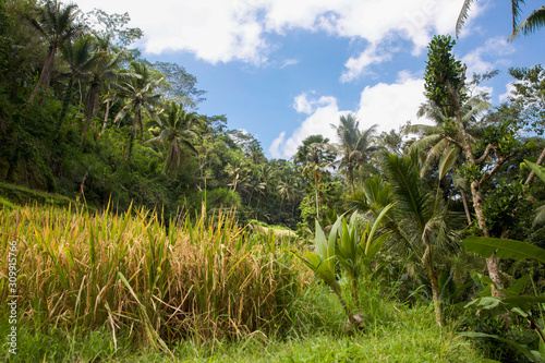 Wallpaper Mural Tegalalang Reisfelder auf Bali Torontodigital.ca