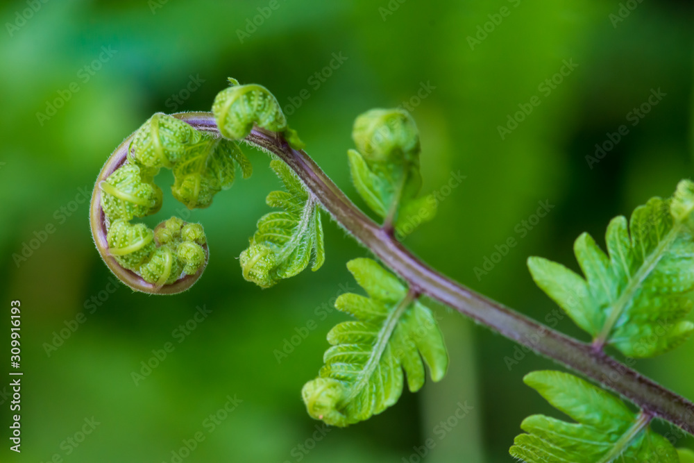 Close up the spiral of leaves. Close up the spiral of leaves.