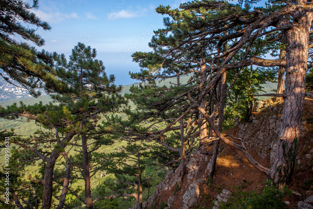 Pine trees in the mountains on the slope on a summer day