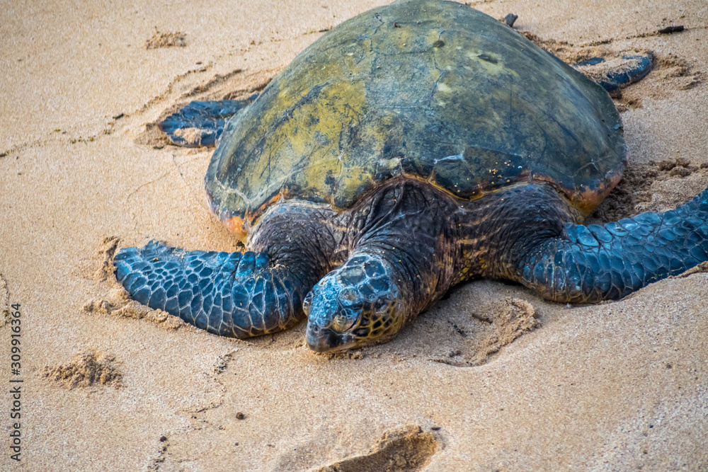 Obraz premium A Green Sea Turtle in Maui, Hawaii