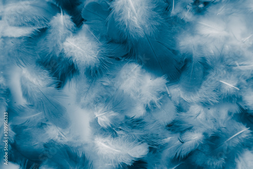 Beautiful abstract colorful purple and blue feathers on white background and soft dark blue feather texture on white pattern