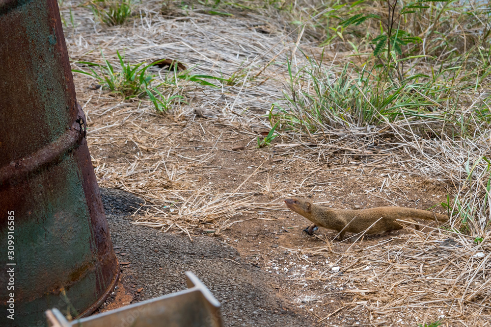 Fototapeta premium A little brown mongoose in Maui, Hawaii