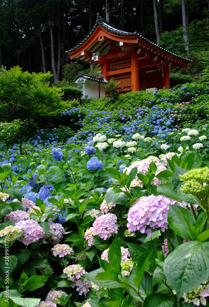 京都 宇治 三室戸寺の紫陽花 京都 宇治 三室戸寺の紫陽花