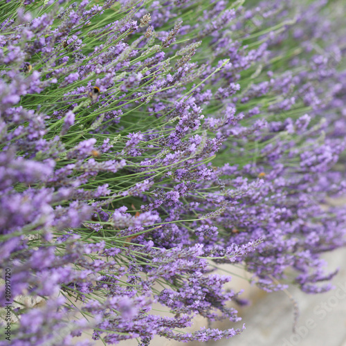 Lavender blossom in France. Purple flowers  incredible perfume  perfect color match