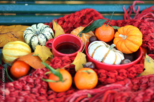 Autumn in France. Cozy still life with red scarf, pumpkins, red mug and clementines. Harvest season, bright colours, beautiful fall composition