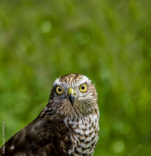  Hawk portrait of an eurasian eagle owl