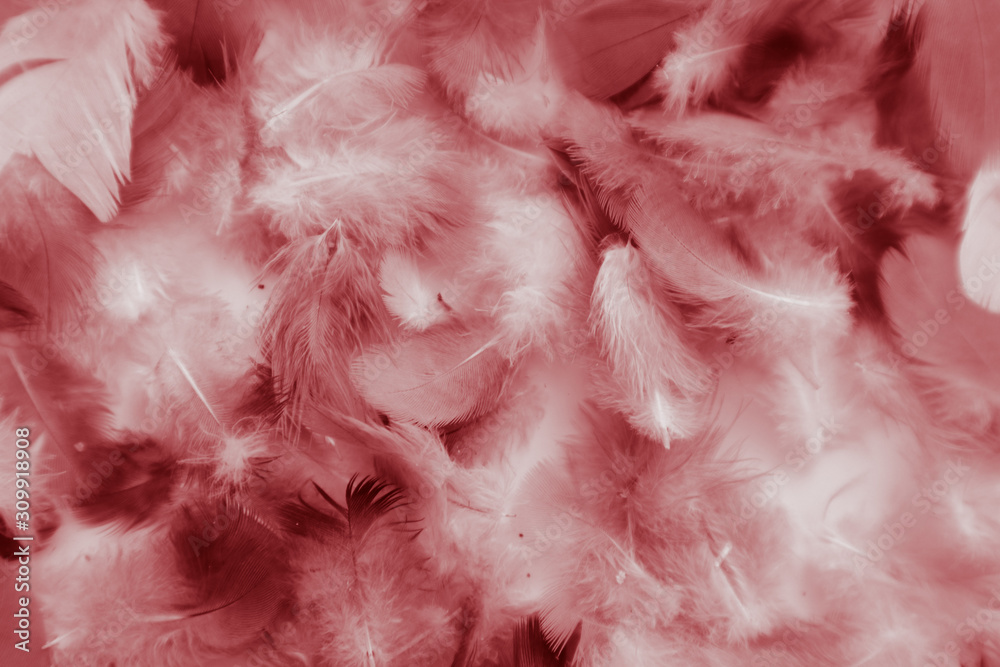 Beautiful abstract colorful white and red feathers on black background and soft white pink feather texture on white pattern