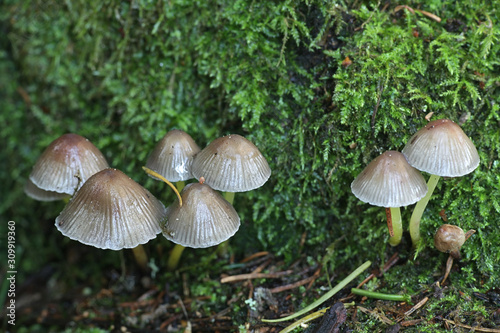 Mycena epipterigya var. viscosa, known as Yellowleg bonnet, wild mushrooms from Finland
