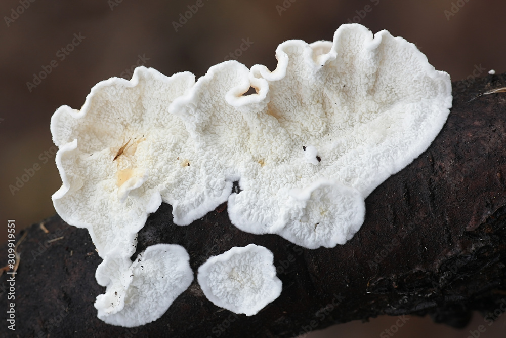 Obraz premium Plicatura nivea, a white soft fungus from Finland