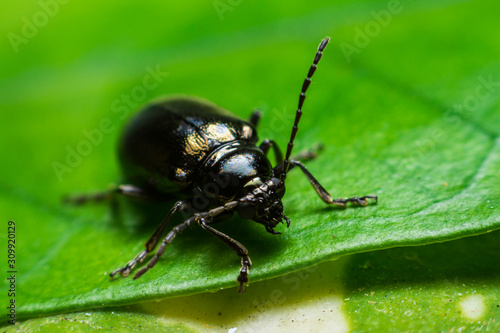 Beetle perched on a green leaf..