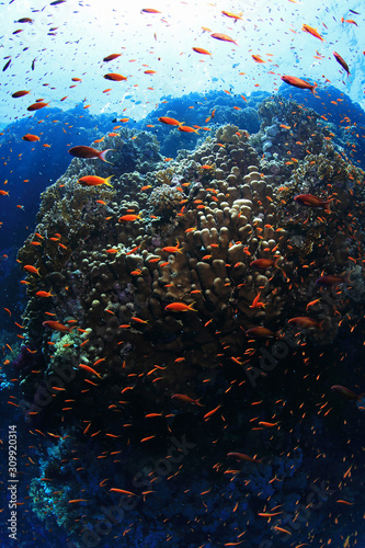 Beautiful coral reef and fish © aquapix