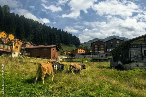 cows on pasture Ayder plateau in camlihemsin, rize, turkey 