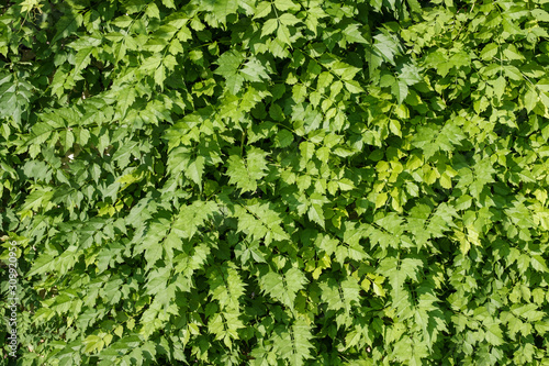 background of green plants growing on the wall hedge of green foliage on the fence