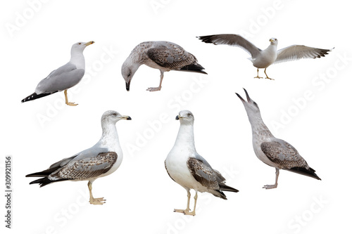 European Herring Gulls, (Larus argentatus) isolated on the white background