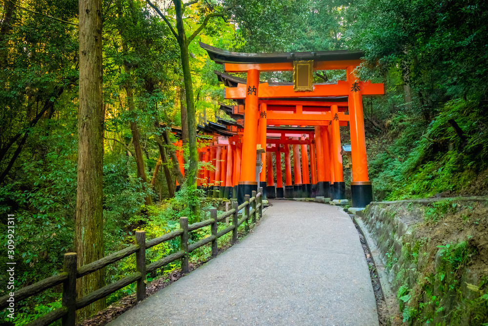 Naklejka premium Japonia. Kioto. Pomarańczowe bramy świątyni Fushimi Inari. Świątynia Fushimi Inari Taisha. Góra Inariyama w Japonii. Wejście do świątyni Torii Shinto w Kioto. Pomarańczowa brama wśród drzew.