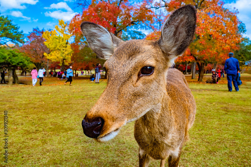 Japan. Nara Park. The deer ...