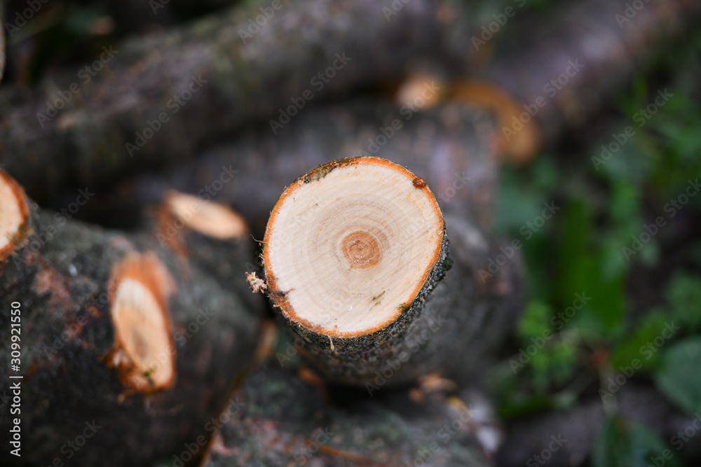 Fototapeta premium Stump of a felled tree. Close-up. Fresh log house. eco forest.