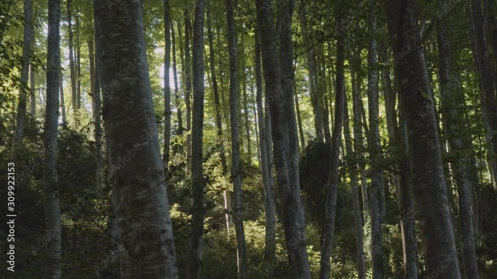 Bosque con grandes arboles