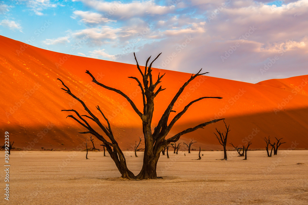 Dead Camelthorn Trees against red dunes and blue sky in Deadvlei, Sossusvlei. Namib-Naukluft National Park, Namibia, Africa Dead Camelthorn Trees against red dunes and blue sky in Deadvlei, Sossusvlei. Namib-Naukluft National Park, Namibia, Africa