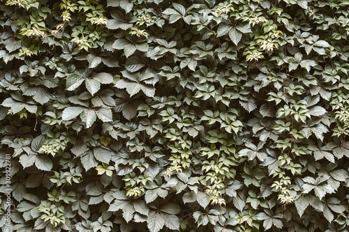 Green leaves wall texture of plants growing on the fence
