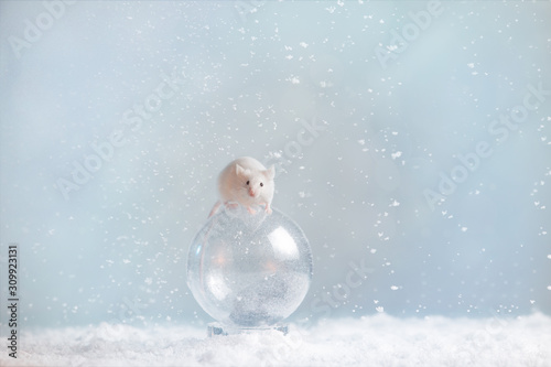 Living white mouse rat stands on a transparent ball in snowy weather.Symbol of New Year 2020 - white or metal (silver) rat mouse