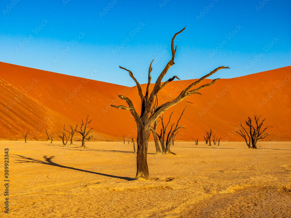 Dead Camelthorn Trees against red dunes and blue sky in Deadvlei, Sossusvlei. Namib-Naukluft National Park, Namibia, Africa Dead Camelthorn Trees against red dunes and blue sky in Deadvlei, Sossusvlei. Namib-Naukluft National Park, Namibia, Africa