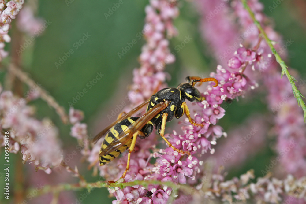 Fototapeta premium Guèpe commune