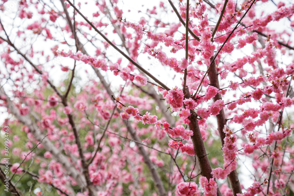Sakura or Cherry Blossom or Japanese Cherry Sakura or Cherry Blossom or Japanese Cherry