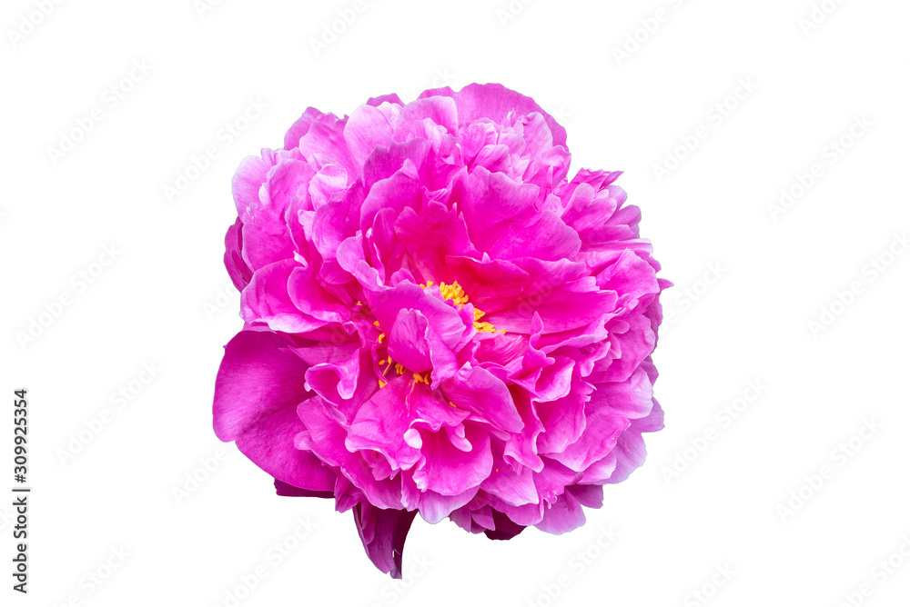 Peony Bud isolated on white background. Selective focus. Peony Bud isolated on white background. Selective focus.