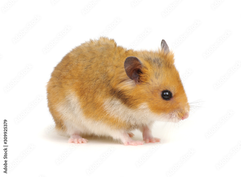 Cute funny syrian hamster on white Cute funny syrian hamster on white