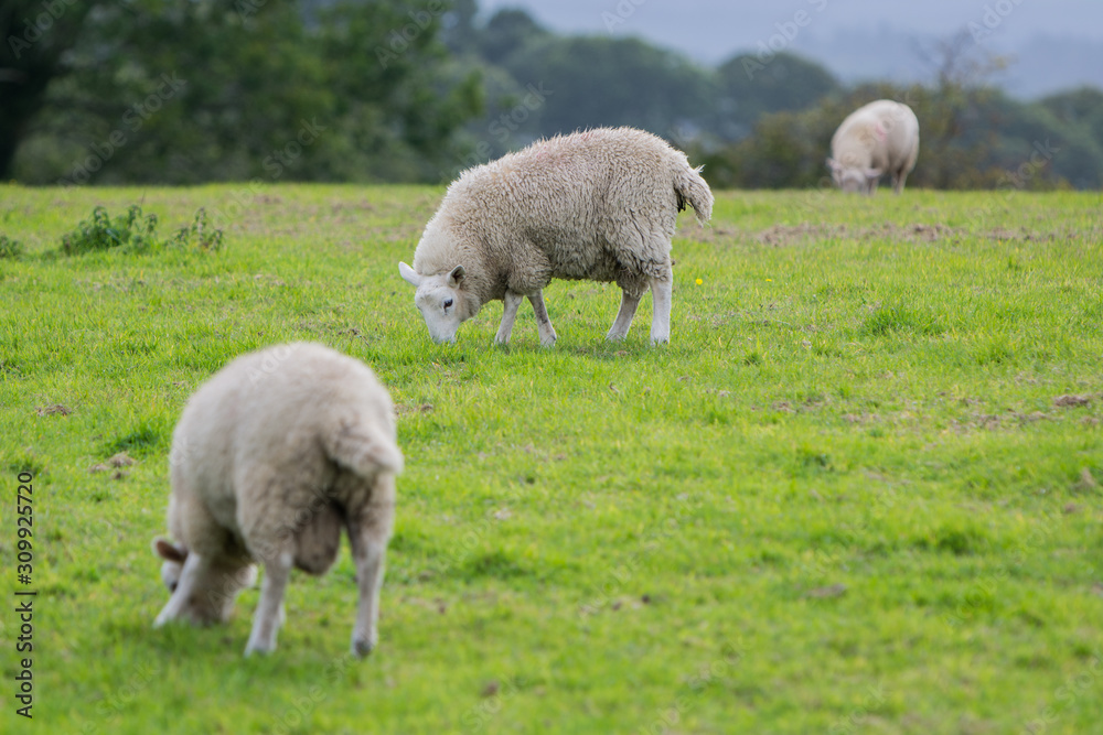sheep in field sheep in field