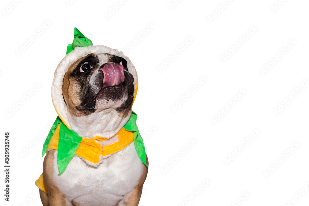 Ginger dog french bulldog dressed up as a yellow orange pumpkin for halloween with hat on isolated background