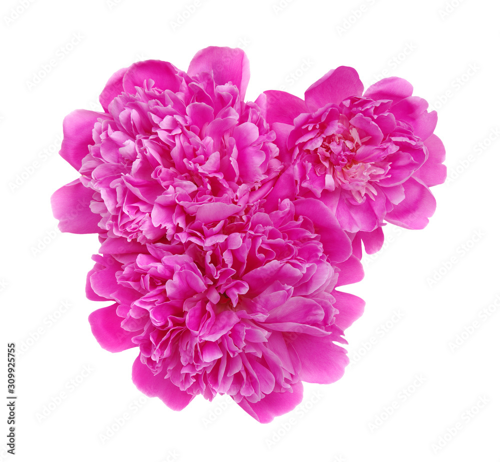 Peony flowers isolated on a white