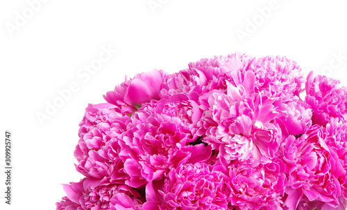 Wallpaper Mural Pink peony isolated on white Torontodigital.ca