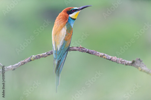 beautiful wild bird with color plumage