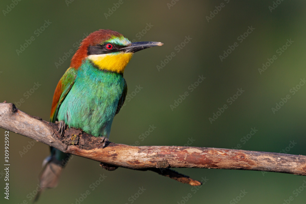 bird of paradise with color plumage bird of paradise with color plumage
