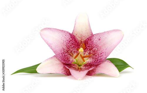 Close-up pink lily flower