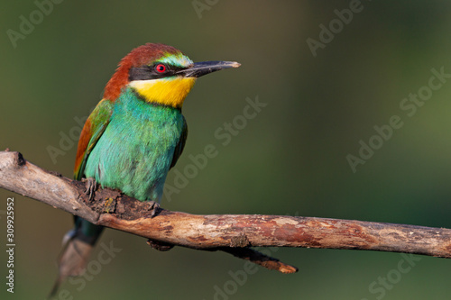 bird of paradise with color plumage © drakuliren
