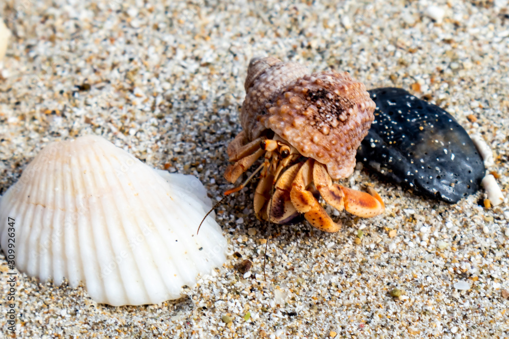St. Mary / Antigua - 04 20 2018: Hermit crab on the beach