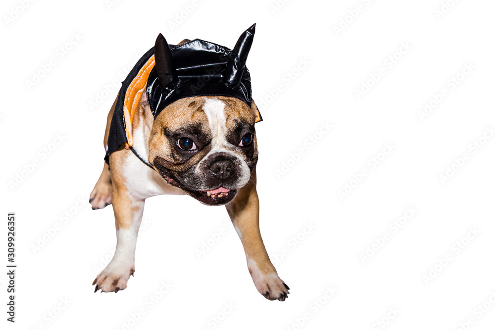 dog french bulldog dressed up in a black devil costume with horns for halloween with a hat on an isolated background
