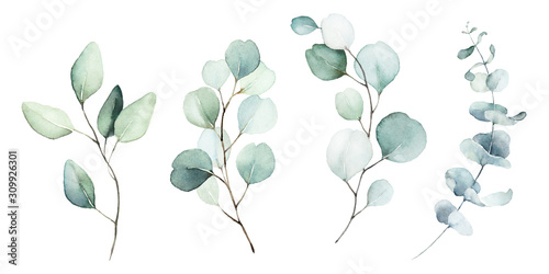 Watercolor floral illustration set - green leaf branches collection, for wedding stationary, greetings, wallpapers, fashion, background. Eucalyptus, olive, green leaves, etc. photo