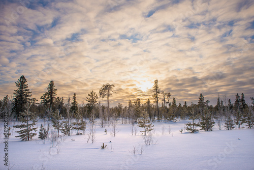 Sunset in the cloudy sky. Winter in the forest in the north. Landscape in the winter evening.