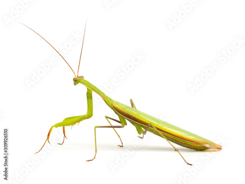 Mantis isolated on a white © Alekss