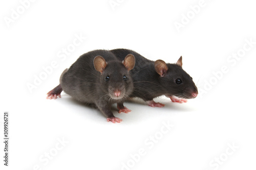 Two rats on white