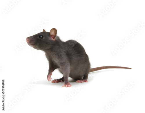 Rat isolated on white background © Alekss